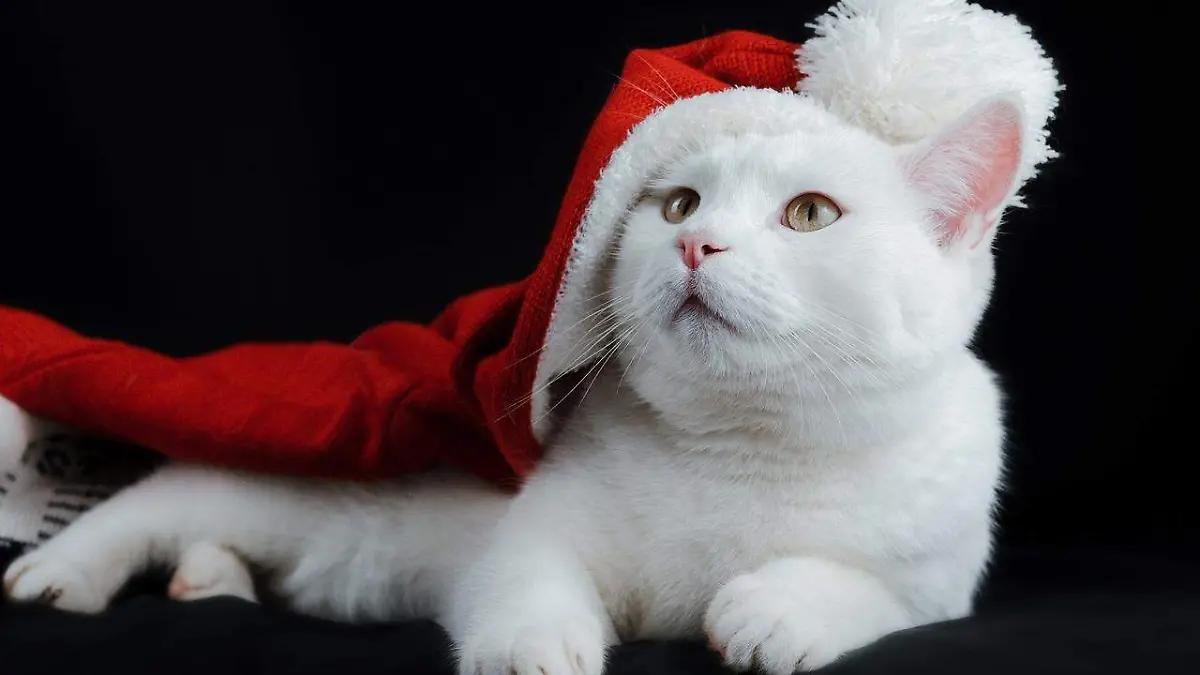 gato navidad